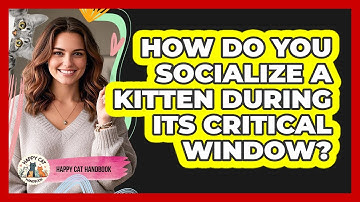 How Do You Socialize A Kitten During Its Critical Window? - Happy Cat Handbook