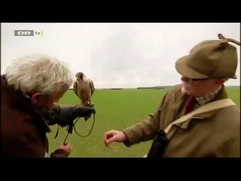 Owner watches his falcon kamikaze directly into truck