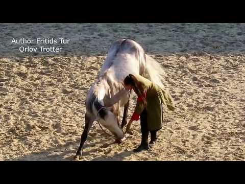 Video: What Is The Difference Between The Oryol Trotters: History, Breed Characteristics, Photos Of Horses