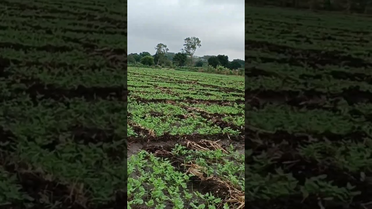 IRRIGATION OF BEANS 🫘🫘 IN MY FARM 