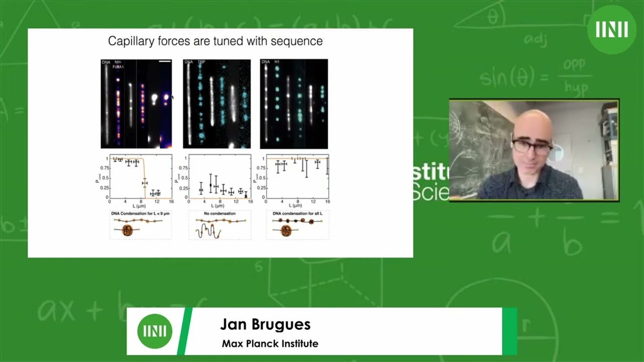 Prof. Jan Brugues | Surface condensation of proteins on DNA