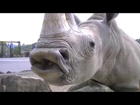 シロサイとクロサイの違いは 体の大きさと口の形が違うんです 動画 雑学カンパニー シロサイとクロサイの違いは 体の大きさと口の形が違うんです 動画 雑学カンパニー