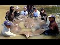 川に浮いていたエイを食べてみると…