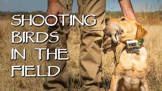 Labrador Retriever Shooting Birds In The Field  Gun Dog Training