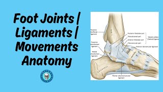 Foot joints, ligaments & Inversion and Eversion