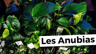 TOUT SUR LES ANUBIAS | AQUABOTA