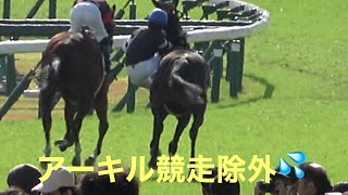 【現地撮影菜七子騎手落馬負傷💦】2023年11月11日福島競馬5Rアーキル＆藤田菜七子騎手競走除外