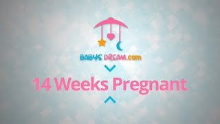 14 Weeks Pregnant | pregnancy signs and symptoms