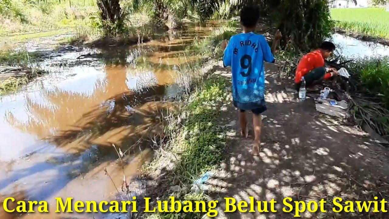 TUTORIAL MENCARI LUBANG BELUT DI KEBUN SAWIT | A tutorial on finding eel holes in a palm plantation