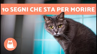 Download Mp3 10 SINTOMI CHE UN GATTO sta per MORIRE 🐱💔 Come faccio a sapere se il mio gatto sta morendo? Gudang lagu Download Mp3 10 SINTOMI CHE UN GATTO sta per MORIRE 🐱💔 Come faccio a sapere se il mio gatto sta morendo?