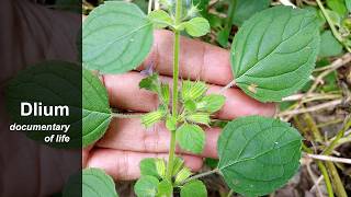 Kunu buti (Mesosphaerum suaveolens)