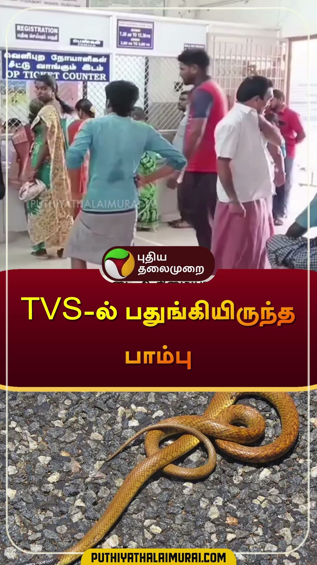 TVS-ல் பதுங்கியிருந்த பாம்பு ஓட்டியவருக்கு நேர்ந்த சோகம் | #sivakasi | #snake | #shorts