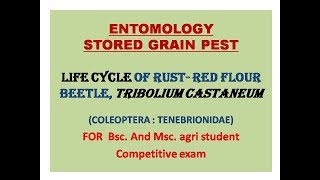 Life cycle of red flour beetle , Tribolium castaneum