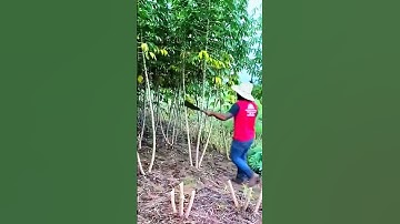 ide cerdas sederhana cara untuk memotong batang pohon singkong dengan mudah dan cepat #shorts