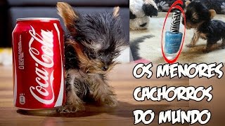 As Menores Raças de Cães do Mundo