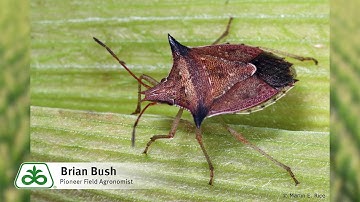 Problems with Stinkbugs