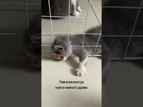 Смех до слёз !!!!!! 🤣🤣🤣 #юмор