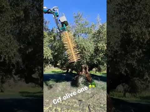 συγκομιδή κορωνέικη ελιάς
