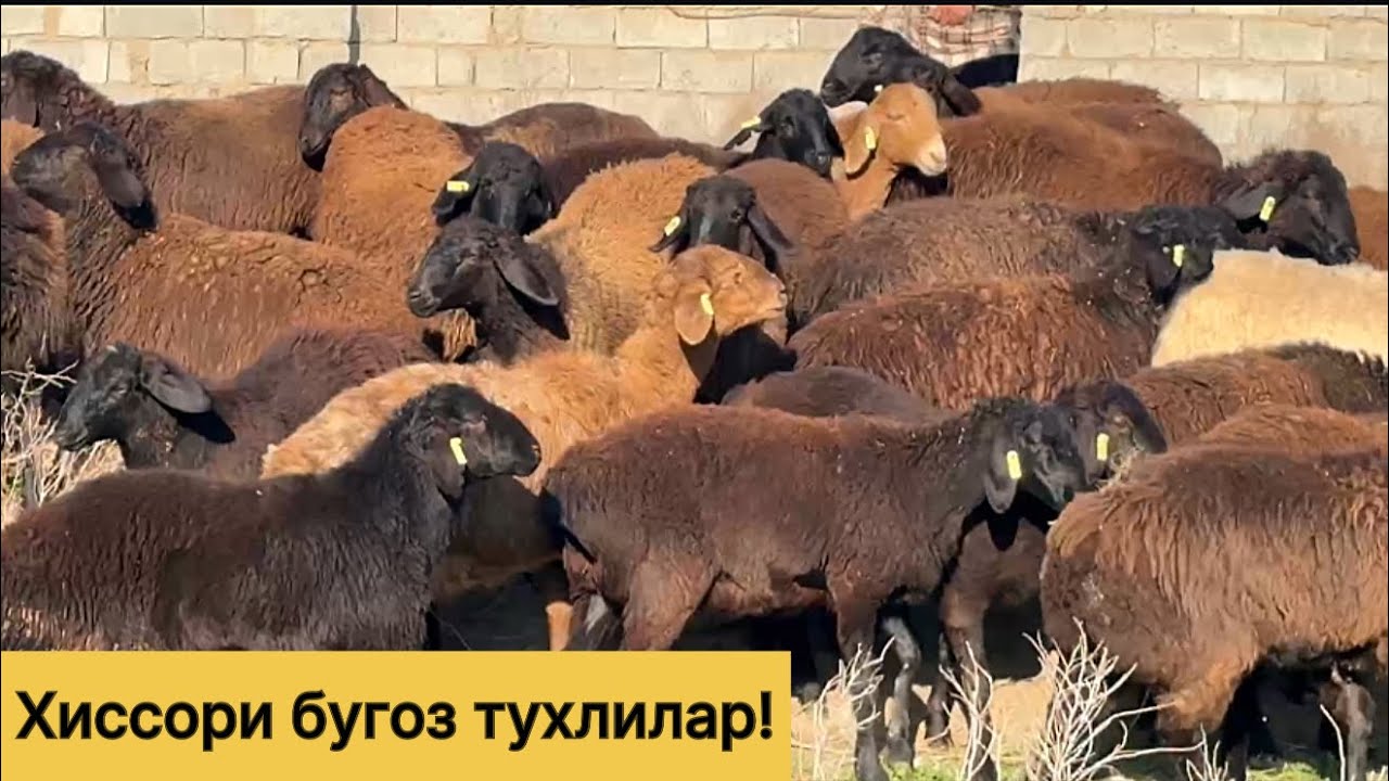 Хиссори бугоз тухлилар! 339600047☎️ 953310555☎️