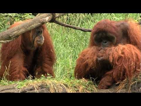 Zoo View Sumatran Orangutan-Cincin...  Zoo