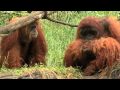 Zoo view sumatran orangutancincinnati zoo