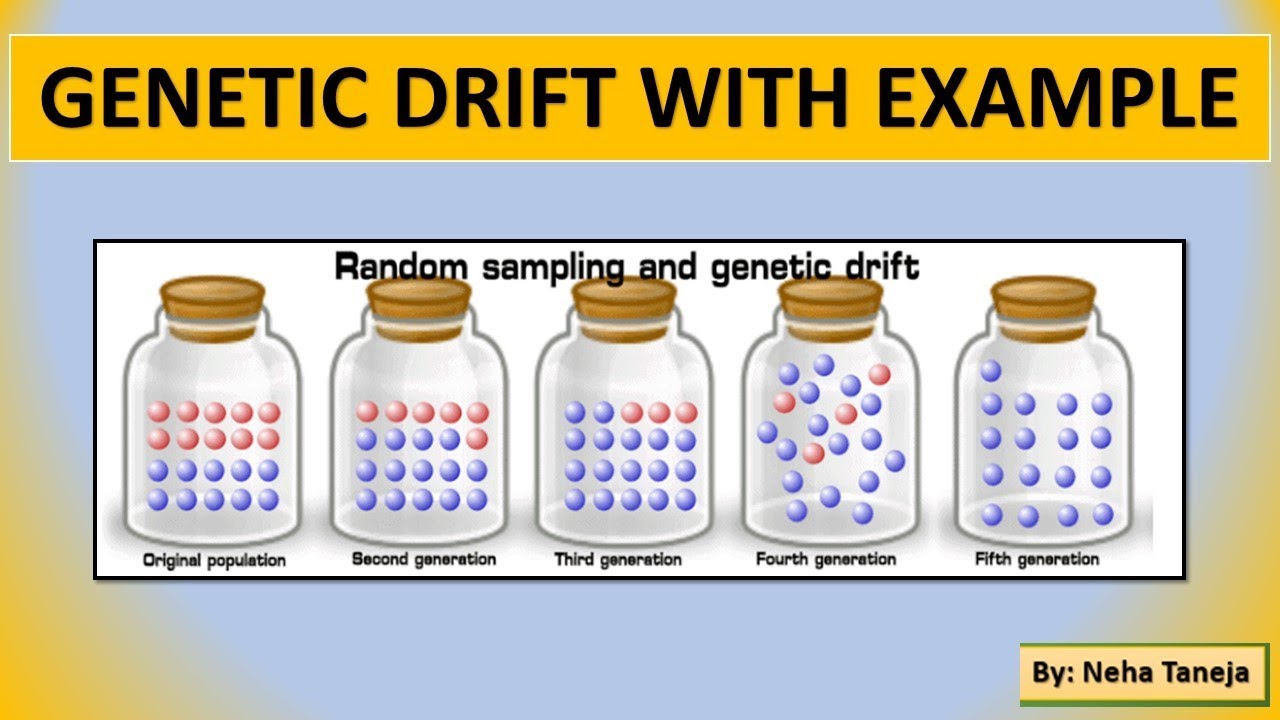 GENETIC DRIFT WITH EXAMPLE | EVOLUTION & BEHAVIOUR - YouTube