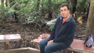 Lyrebird in Australia talking to an Englishman!