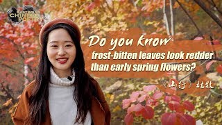 Mastering Chinese Poetry Ep. 7: Going Up the Hill 《山行》