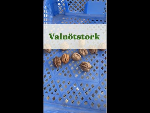 Video: Valnötsträd: odling, plantering, skötsel och funktioner