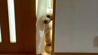 お留守番を悟ってしまった大きいトイプードル【デカプー】【トイプードルのロアくん】【toy poodle】