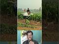 ভুট্টা ক্ষেতে বিষ ছিটানো, দারুণ দৃশ্য! Spray Magic 🌽🤯 #cornspray #reactionclip #shorts #viralshorts