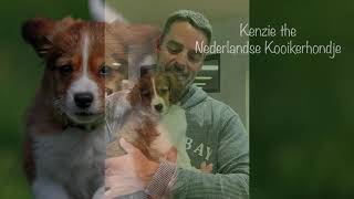 Kenzie the Nederlandse Kooikerhondje, her  first year 4k