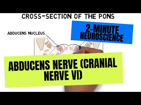 2-Minute Neuroscience: Abducens Nerve (Cranial Nerve VI)