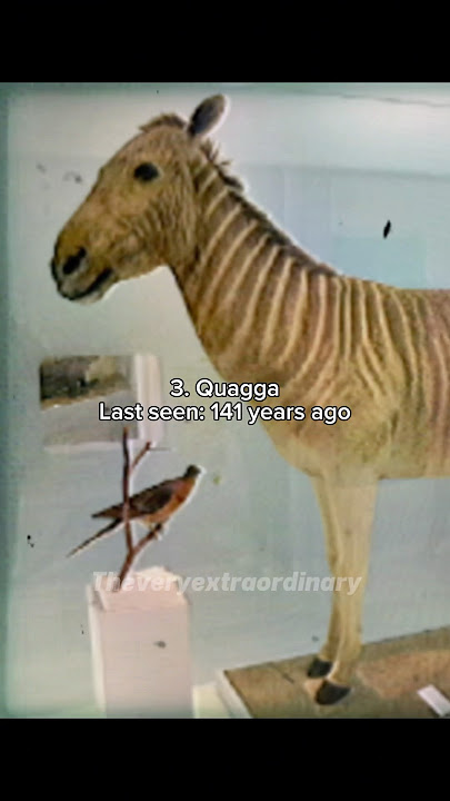The next animals to be brought back from extinction #prehistoric #deextinction #mammoth