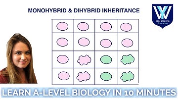 Monohybrid and Dihybrid Inheritance Explained | A Level Biology AQA OCR Edexcel