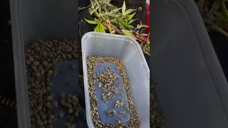 de seed some plants with me guys 🌿🌴🌿🌴🌿