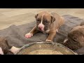 How to Make Puppy Mush Food for 3 Week Old Puppies