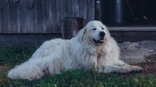 Are Great Pyrenees Good in Cold Climates?