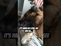 Still a Puppy #germanshepherd #happydog #dogtalk #gsd #shorts #funnydogs #dogshorts #funny #doglife