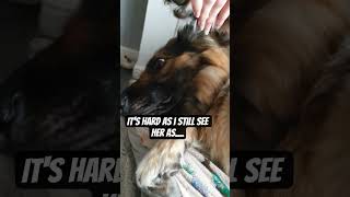 Still a Puppy #germanshepherd #happydog #dogtalk #gsd #shorts #funnydogs #dogshorts #funny #doglife