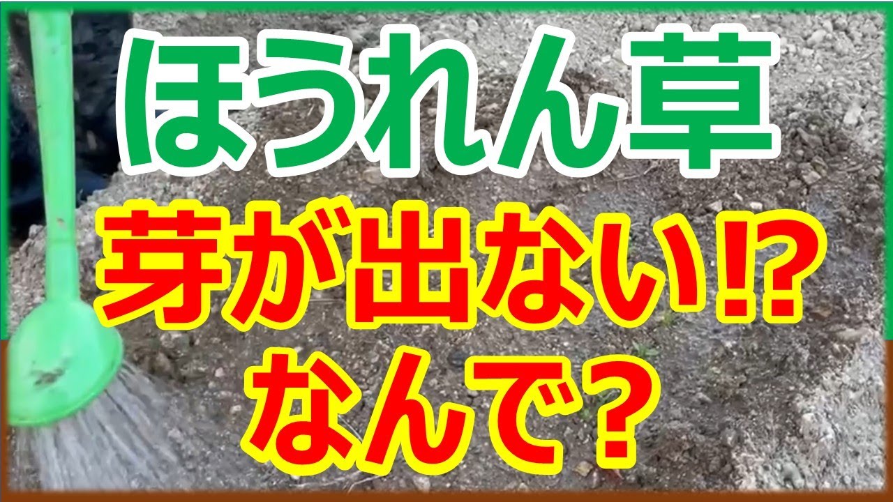 ほうれん草 芽が出ないのはなんでだろう？