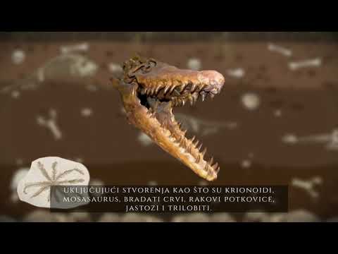 Video: Šta je fosilni zapis evolucije?