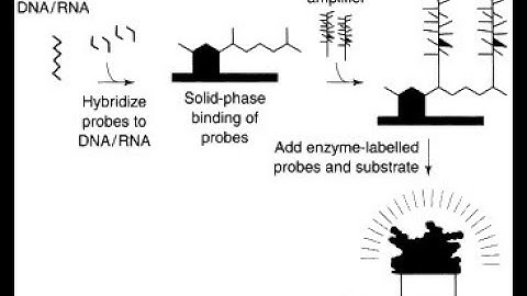 Transcription Mediated Amplification TMA  ; Definition, Types, Purpose, Procedure