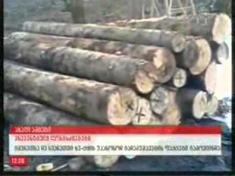 MOE: სამინისტროს სამსახურმა დასავლეთ საქართველოში დიდი რაოდენობით მოჭრილი ხე-ტყე გამოავლინა