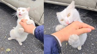 She may look cute But she is the most Angry White Cat in the World. by The World of Cats 9,552 views 4 days ago 8 minutes, 45 seconds