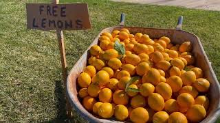 LEMON TREE FOOLS GARDEN HE HAVE AT BACKYARD FREE LEMONS СТРАНА ЛИМОНИЯ ЛИМОНЧИКИ БЕСПЛАТНЫЕ ЛИМОНЫ