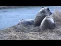 WildLife Аляска Медведица стережет и ласкает мёртвого медвежонка Bears Mom caresses body of dead cub