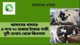 আমাদের খামারে ৪ লাখ ৭০ হাজার টাকায় গাভী দুটি যেখান থেকে কিনলাম