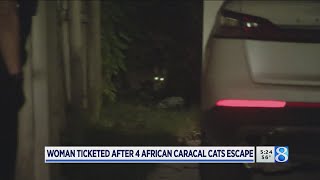 Woman ticketed after 4 African caracal cats escape