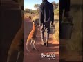 عفاك عطيني درهم عفاك
